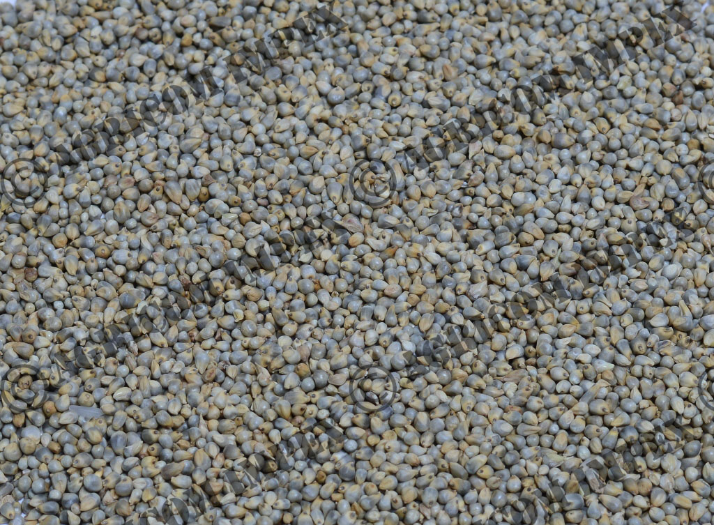 Green Millet